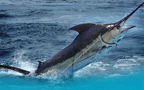nassau fishing charter|fishing charters paradise island bahamas.